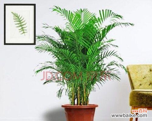 探寻散尾葵的美与哲学 散尾葵的寓意与象征意义