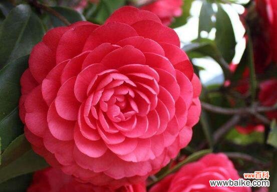 探索山茶花的美丽与哲思 山茶花的寓意与象征意义