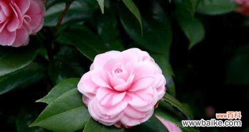 山茶花的美丽与坚韧 山茶花的寓意及象征意义