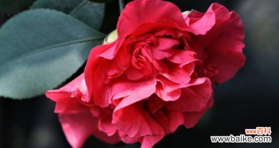 山茶花的美丽与坚韧 山茶花的寓意及象征意义