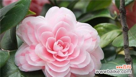 山茶花的美丽与坚韧 山茶花的寓意及象征意义