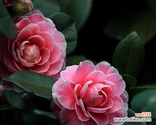 探寻山茶花所传递的情感与寓意 山茶花的花语与意义