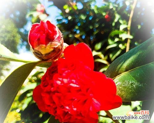 探寻山茶花传递的美好寓意 山茶花的花语与意义