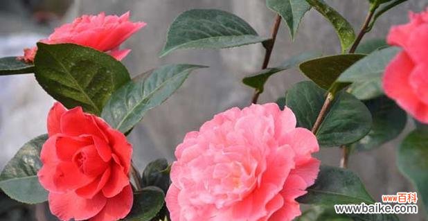 美丽绽放的山茶花 山茶花花语及其代表意义