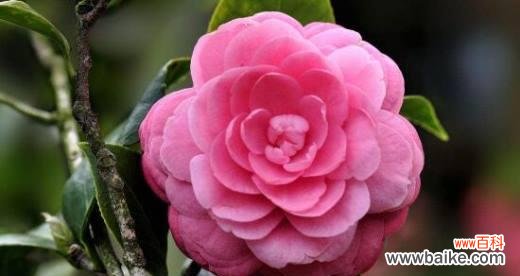 美丽绽放的山茶花 山茶花花语及其代表意义