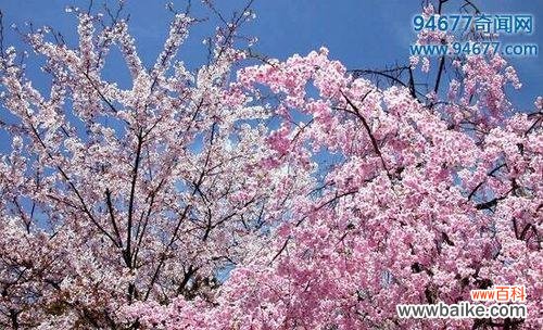 欣赏山樱花 山樱花的花语与美丽绽放