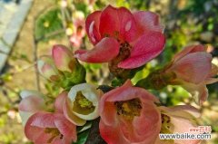 山荷叶花语的深刻内涵与启示 山荷叶的花语