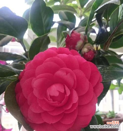 探究山茶花的花语与象征意义 山茶花的寓意及象征意义