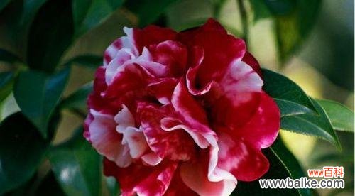 探究山茶花的花语与象征意义 山茶花的寓意及象征意义