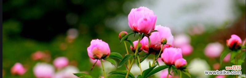 探寻芍药花的美与哲理 芍药花的寓意与象征