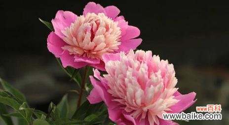 探寻芍药花的美与哲理 芍药花的寓意与象征