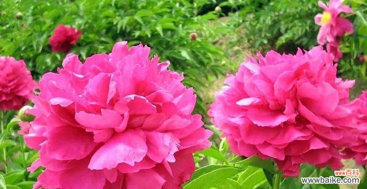 探寻芍药花的深意 芍药花的花语和象征意义