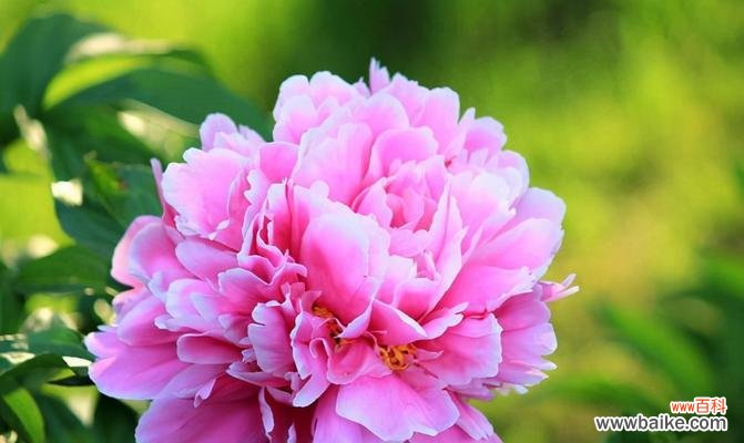 揭开芍药花花语的神秘面纱 芍药花的花语与寓意