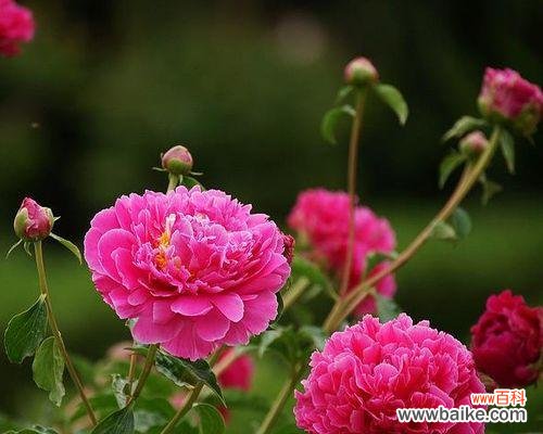 揭开芍药花花语的神秘面纱 芍药花的花语与寓意