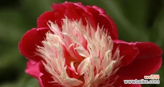 揭开芍药花的神秘面纱 芍药花的花语与寓意