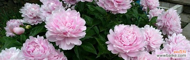 深入探索芍药花的花语与象征 芍药花的花语与象征