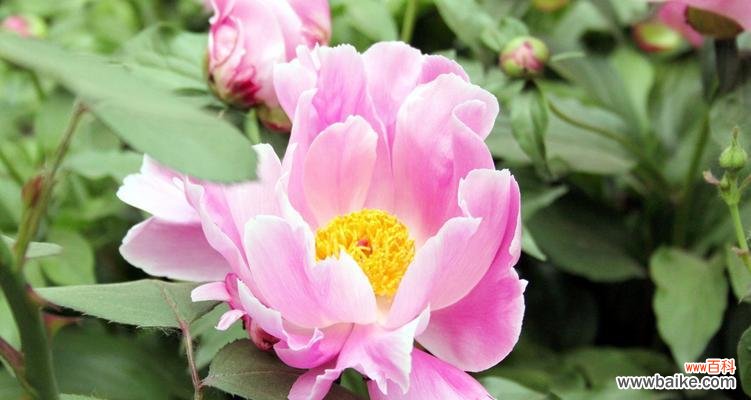 芍药花语传递着无尽的爱与希望 芍药花