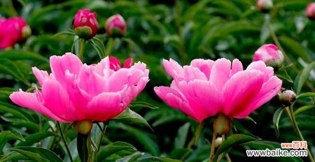 解读芍药花语 芍药花的花语与寓意