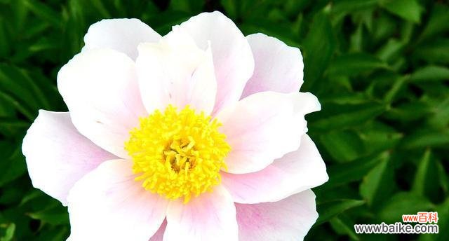 解读芍药花语 芍药花的花语与寓意