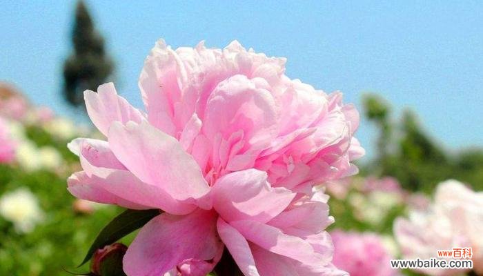 探寻芍药花的隐含寓意 芍药花花语及其象征意义