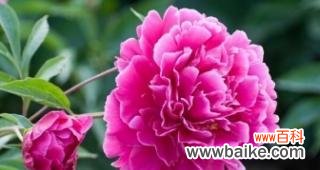 探寻芍药花的隐含寓意 芍药花花语及其象征意义