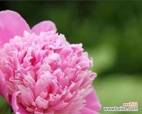 探寻芍药花的隐含寓意 芍药花花语及其象征意义