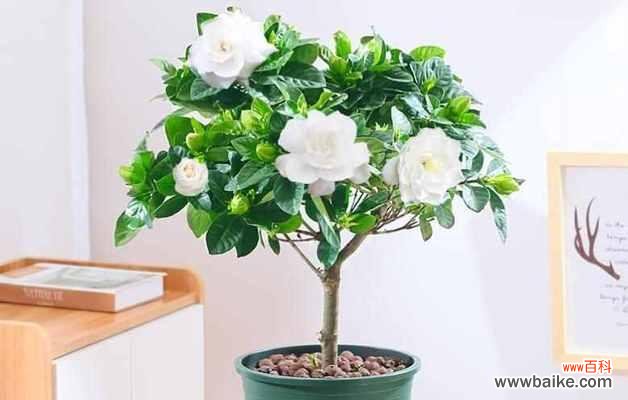 揭开深山含笑花语的神秘面纱 深山含笑花语——自然之美的沟通