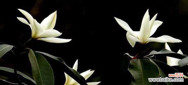 揭开深山含笑花语的神秘面纱 深山含笑花语——自然之美的沟通