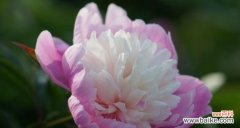 追寻芍药的深意 芍药花语之意及传承