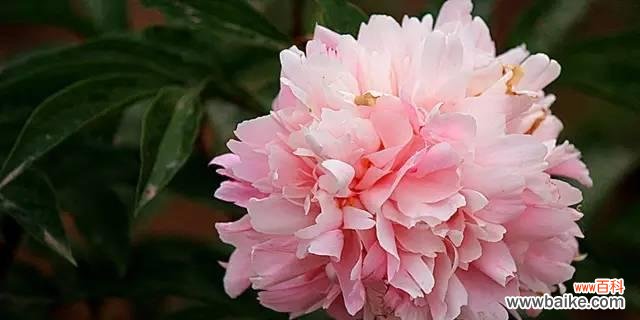 追寻芍药的深意 芍药花语之意及传承