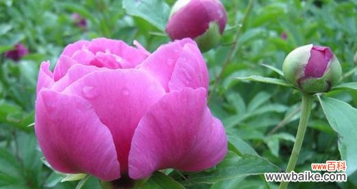 芍药花的象征与传承 芍药花语之美——探寻芍药花背后的深意