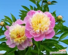 探索芍药花在文化中的隐含意义与象征 芍药花的寓意与象征意义