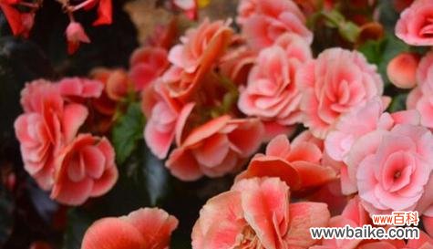 探寻友谊象征的花卉之意义 花语传情