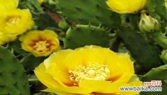 以什么花代表友谊长存 友谊长存，如花般绽放