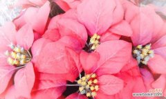 探索圣诞花的独特意义 圣诞花的花语与象征意义