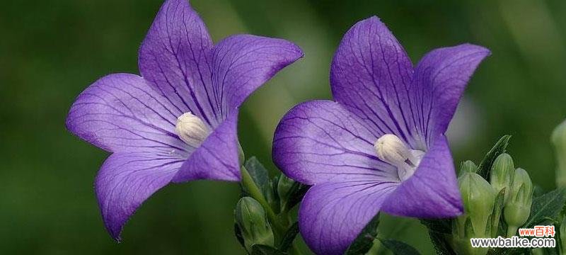 透露心中的情意 思念的花语——白色玫瑰