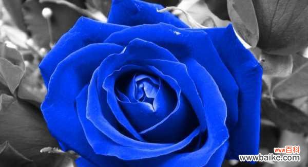 解读蓝色玫瑰的花语与意义 蓝色玫瑰的花语——神秘而浪漫的象征