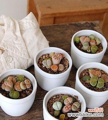 探寻生石花的神秘花语 生石花花语解析