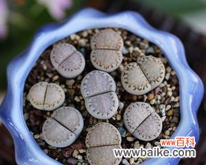 探寻生石花的神秘花语 生石花花语解析