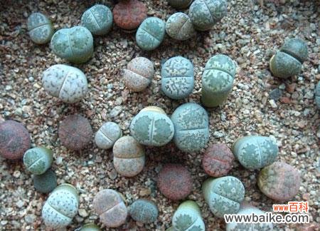 探寻生石花的神秘花语 生石花花语解析