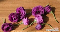 探索花语中的爱之言 十大浪漫花语是什么