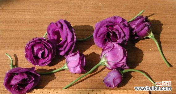 探索花语中的爱之言 十大浪漫花语是什么