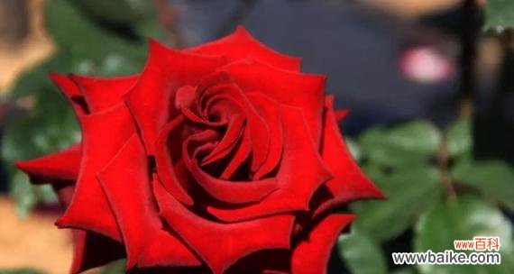 深入探索十二朵玫瑰背后的寓意 十二朵玫瑰的象征意义
