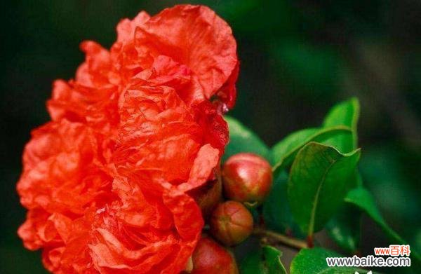 深入了解石榴花语 石榴花语与寓意的探索