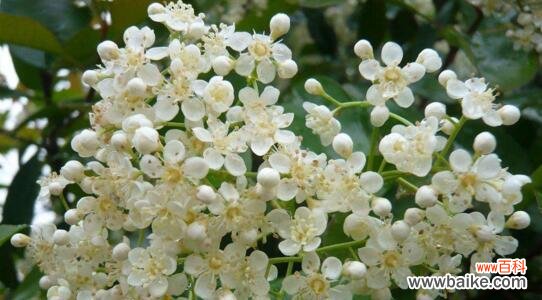 探秘石楠花的象征意义与心灵力量 石楠花的花语——美丽与坚强