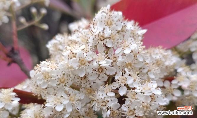 探秘石楠花的象征意义与心灵力量 石楠花的花语——美丽与坚强