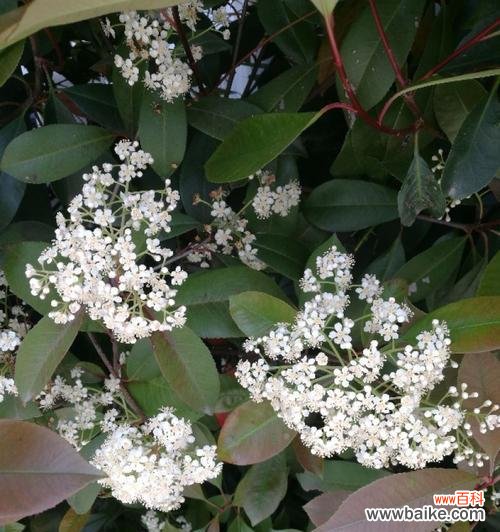 探秘石楠花的象征意义与心灵力量 石楠花的花语——美丽与坚强