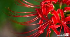 探索石蒜花的神秘花语 石蒜花的花语与意义