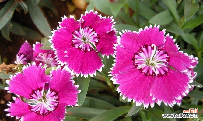 欣赏石竹花的芳香和花姿 石竹花