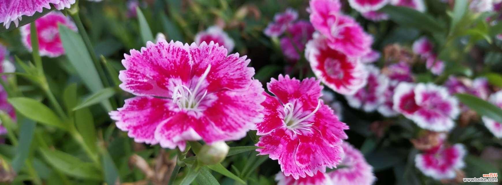 欣赏石竹花的芳香和花姿 石竹花